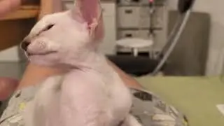 котик SIA b 21