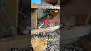Man is using a scoop to move the broody hens out of the nesting boxes!