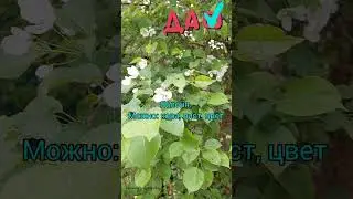 Трава для дегу. Часть 4. #дегу #питомникдегу #питание #питомцы #дегулюбители# кормлениедегу#всеодегу