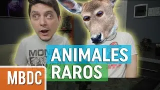 ¿Como Se Verían Los Animales Con Sus Ojos Al Frente? - MBDC#2