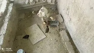 Курт Товук жужа чикарди 🐤🐣