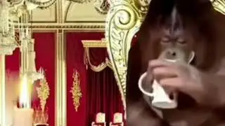 Обезьяна пьет чай мем из тик тока