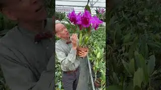 Lc Betty Ford- The Most Dramatic First Lady Cattleya
