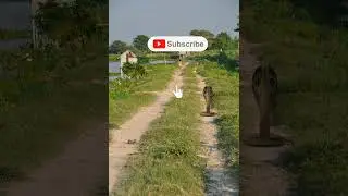kobra in farm 😱 