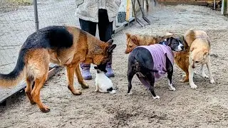 Ураган, Цезарь и воспоминания