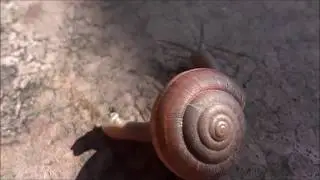 If you step on a snail and break it's shell, will it die?