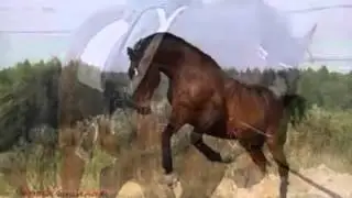 Tulpar