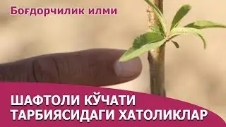 Шафтоли кўчатини тарбиялашдаги хатоликлар - Shaftoli ko`chatini tarbiyalashdagi xatoliklar