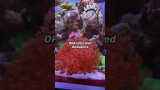 This Goni coral is getting huge! ❤️
