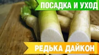 ДАЙКОН ➡ Посадка и уход 🌟 Советы садоводам от HitsadTV