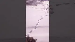 # Shorts весна. речка Пет.