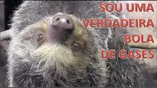 Bicho-Preguiça