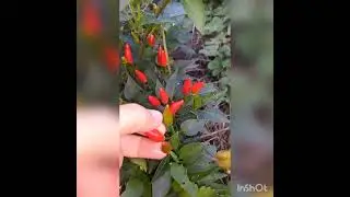 декоративный горький перец в грунте