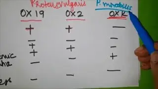 Rickettsia simplified - Part 3 ( Pathogenesis and Weil - Felix test )