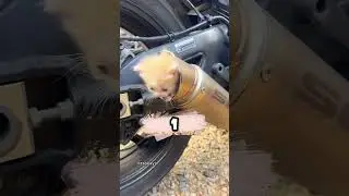 МОТО-ситуации вызывающие вопросы🤯 