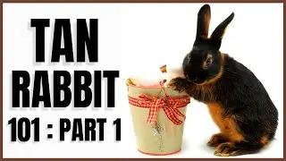 Tan Rabbit 101: Part 1