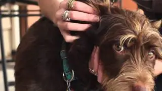 eHow • How to Clean a Dog's Ears