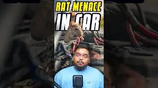 Rat Problem In Car 🐀 