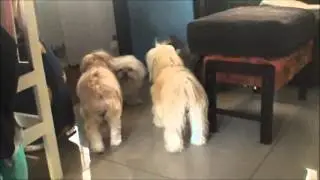 Três cachorras e um domingo....