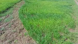 200 кг селитры на га по пару