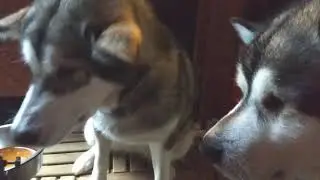 Маламут#, хотят щей 😂❤