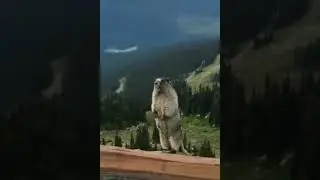 animal gif. #shorts