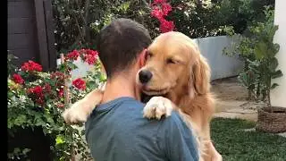 Nothing Beats A Good Hug (From A Golden Retriever)