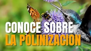 Which reptiles are pollinators? 🦋