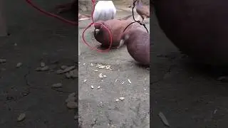 Wow Amazing Pigeon Bird Trap. #shortvideo #birds #animaltrap