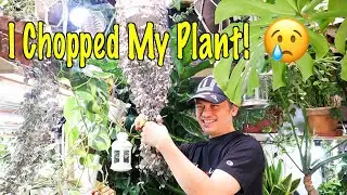 Chopping My Plant [Filipino Life In Japan]