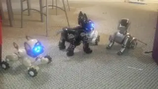 Robot dog party: Aibo ERS 110, I-cybie, and CHiP