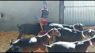 Cepillo Anti Estrés para Cabra CULMATIC