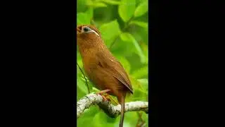 Melodious and Melodious #Thrushbird #birds #shortvideo #shortvideo #viral #ytshorts