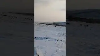Миграция козы в феврале 2021г.