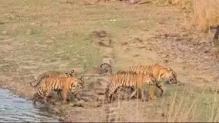 Tigress & her Cubs sighting | Ranthambore National Park | #ranthambore #wildlife #viral #trending
