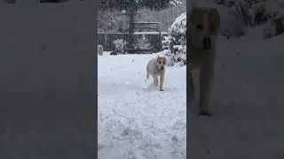 Беззаботное алабайское счастье 