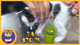 Treatment for little kittens