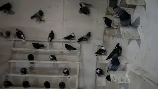 Николаевские голуби. Не погода и уборка голубятни. 4.11.22г.
