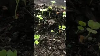 CHIJIMISAI Sprouts #seedstarting #gardening #zone8b