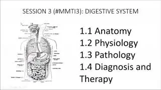 Medicine for medical translators 3: Digestive system