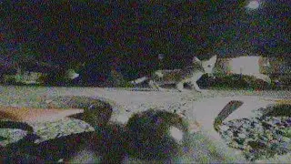 Kitteh Whoopin