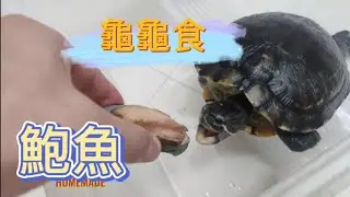喂龜龜食鮑魚