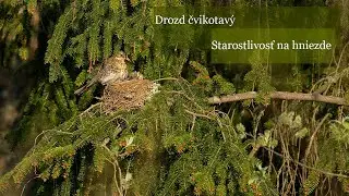Drozd čvikotavý | Turdus pilaris (Sony A1 + Sony FE 200 – 600 mm f/5.6 – 6.3 G OSS)