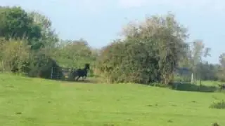 diesel cantering in the field