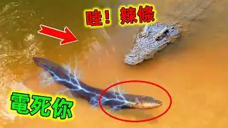 十大罕見動物惹錯對手名場面：碰到這些高智商動物也就只能被反殺！超級精彩#動物大戰 #動物對戰 #動物趣事 #動物獵殺名場面 #動物解說 #世界之最 #老王看世界