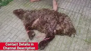 Woman slaughter sheep