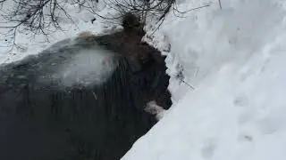 Зимовка рыбы  в пруду .
