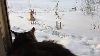 Собака и кот)))