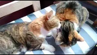 Ласки у кошек или банный день.