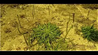 Plantago coronopus, the buck's horn plantain  Greece by Theo